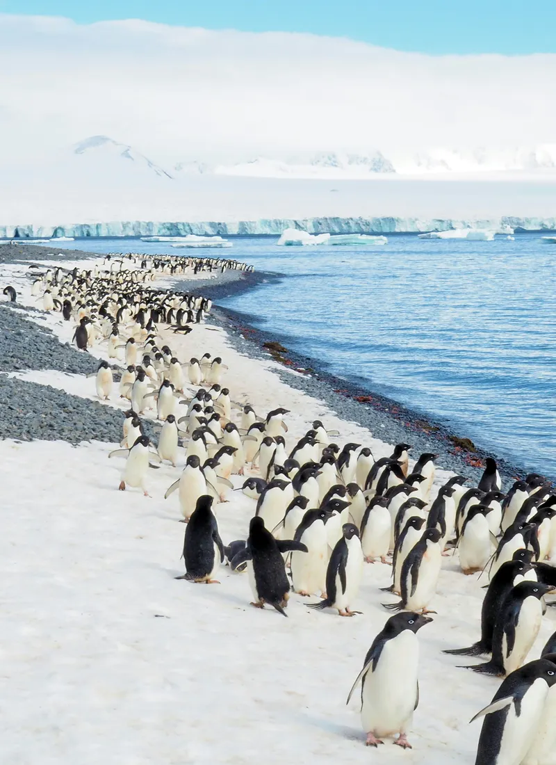 Adelie penguin colony in Antarctica - representing our disciplined, community-focused approach to investment